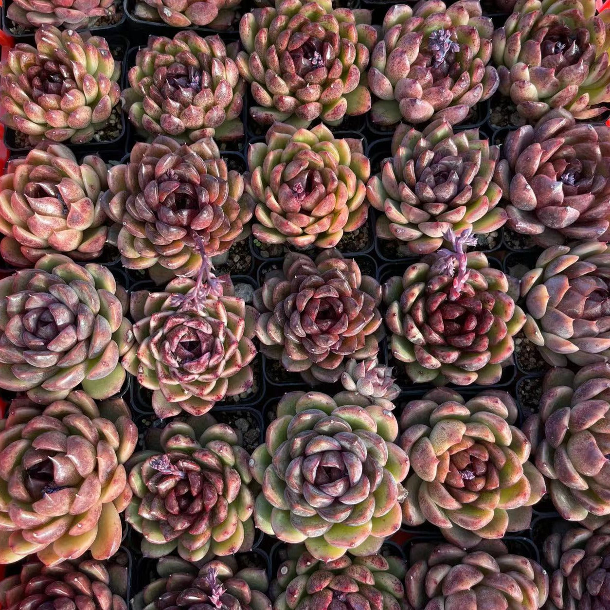 Echeveria Black Crystal - Senyang Horticulture