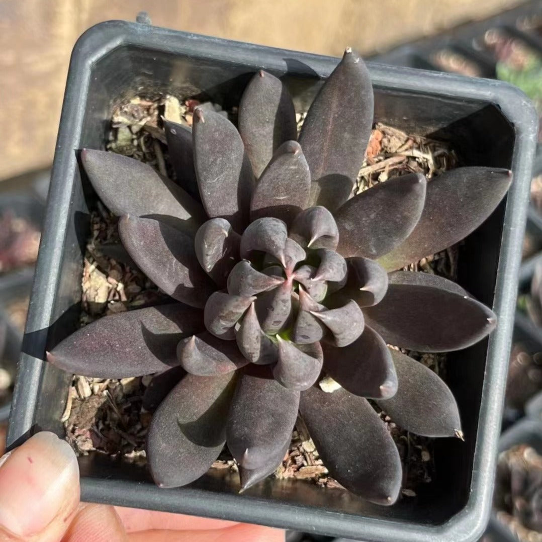 succulent black knight Echeveria Black Knight 7cm