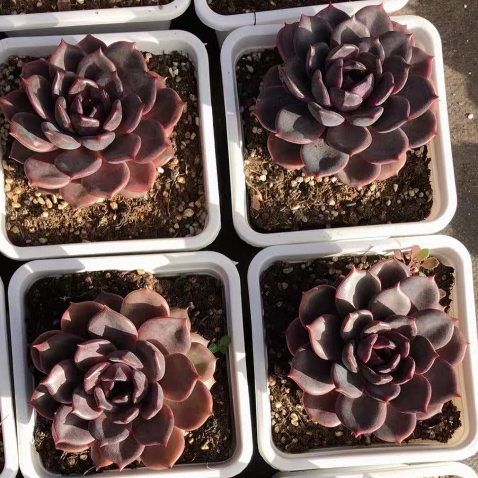 Echeveria Black Mamba