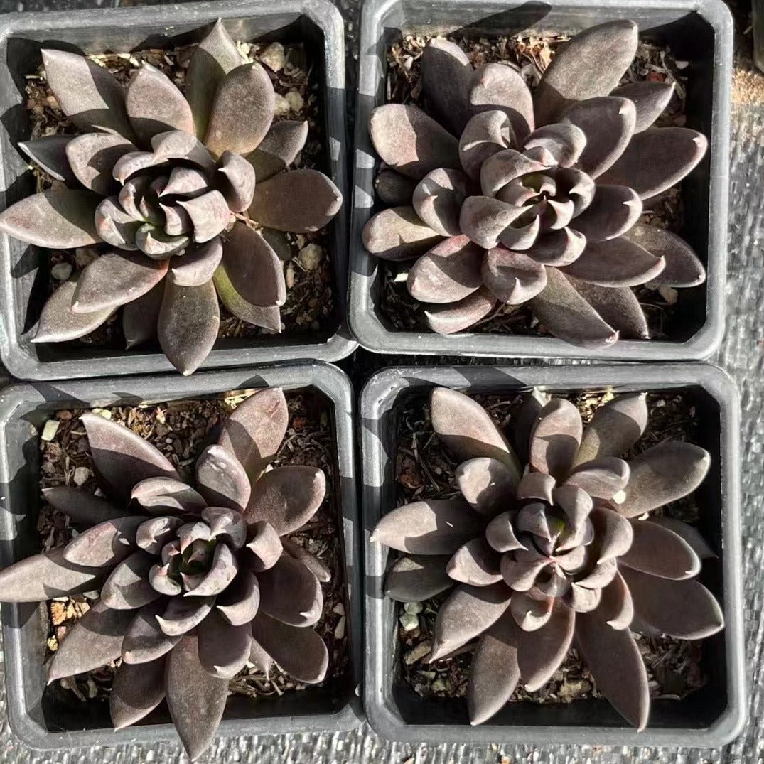 Echeveria Black Knight 7cm