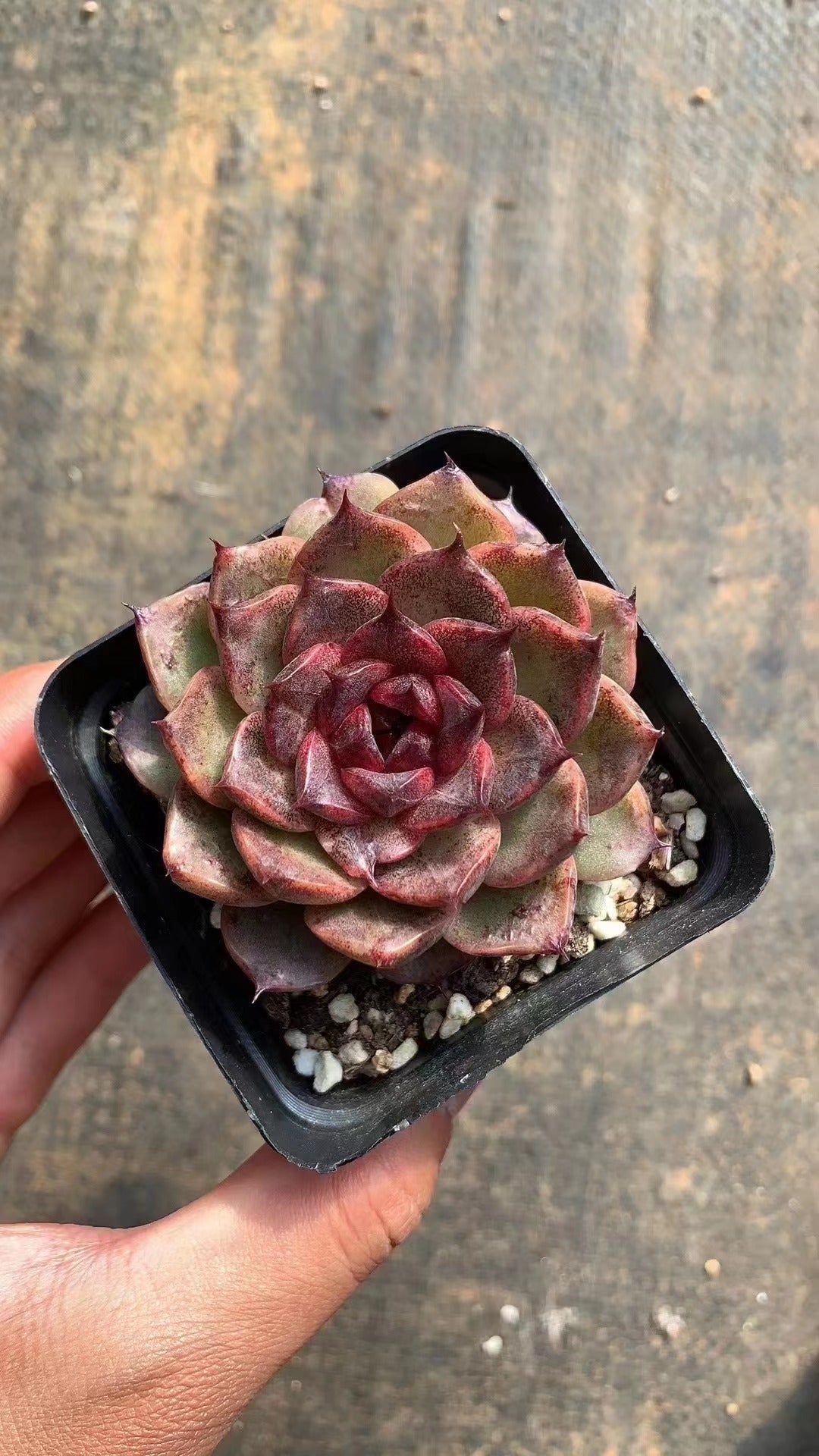 Echeveria Black Rose - Senyang Horticulture