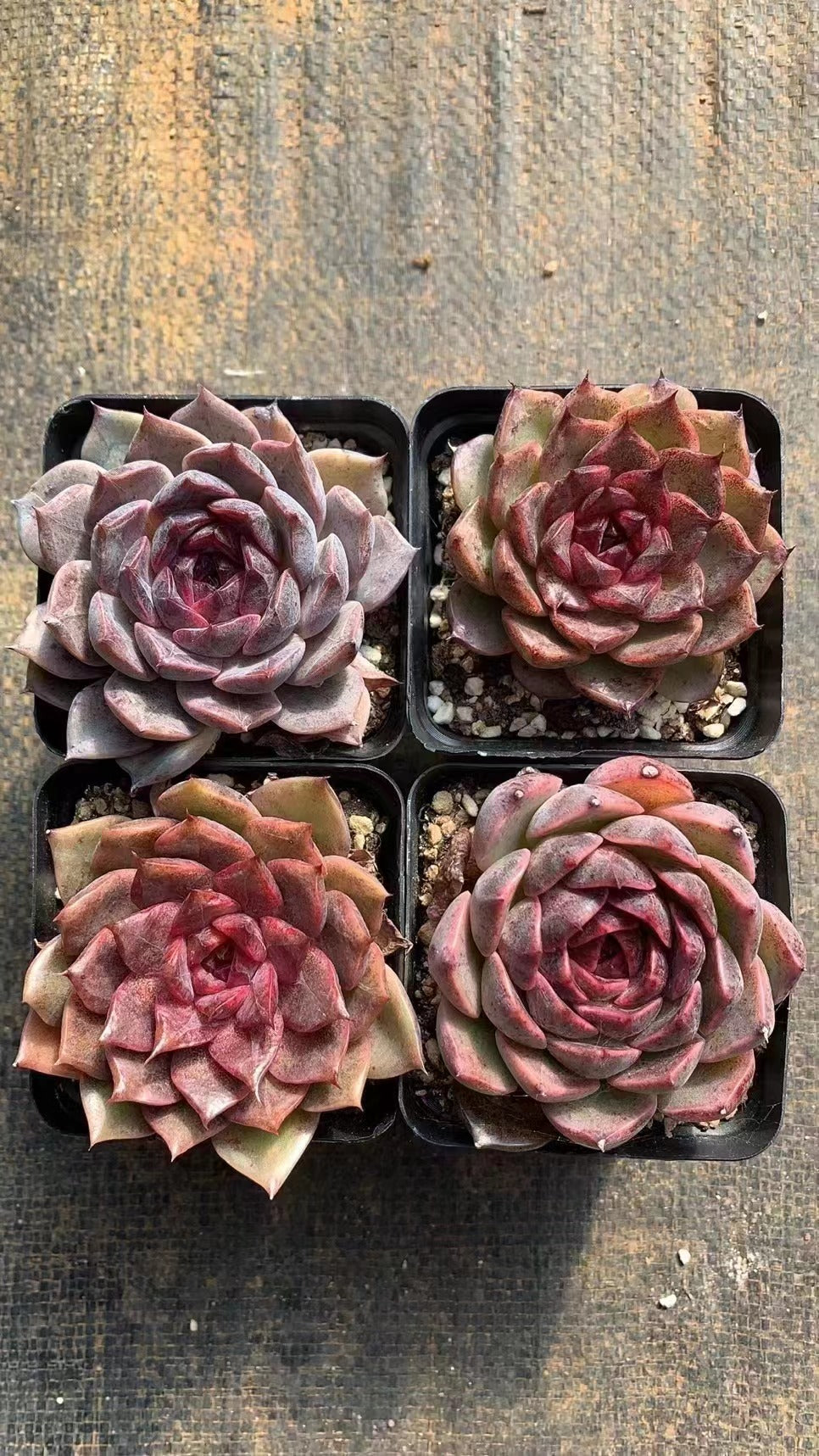 Echeveria Black Rose - Senyang Horticulture