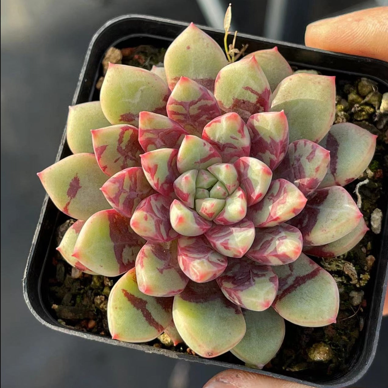 blood succulent Echeveria Bloody 6cm – Senyang Horticulture