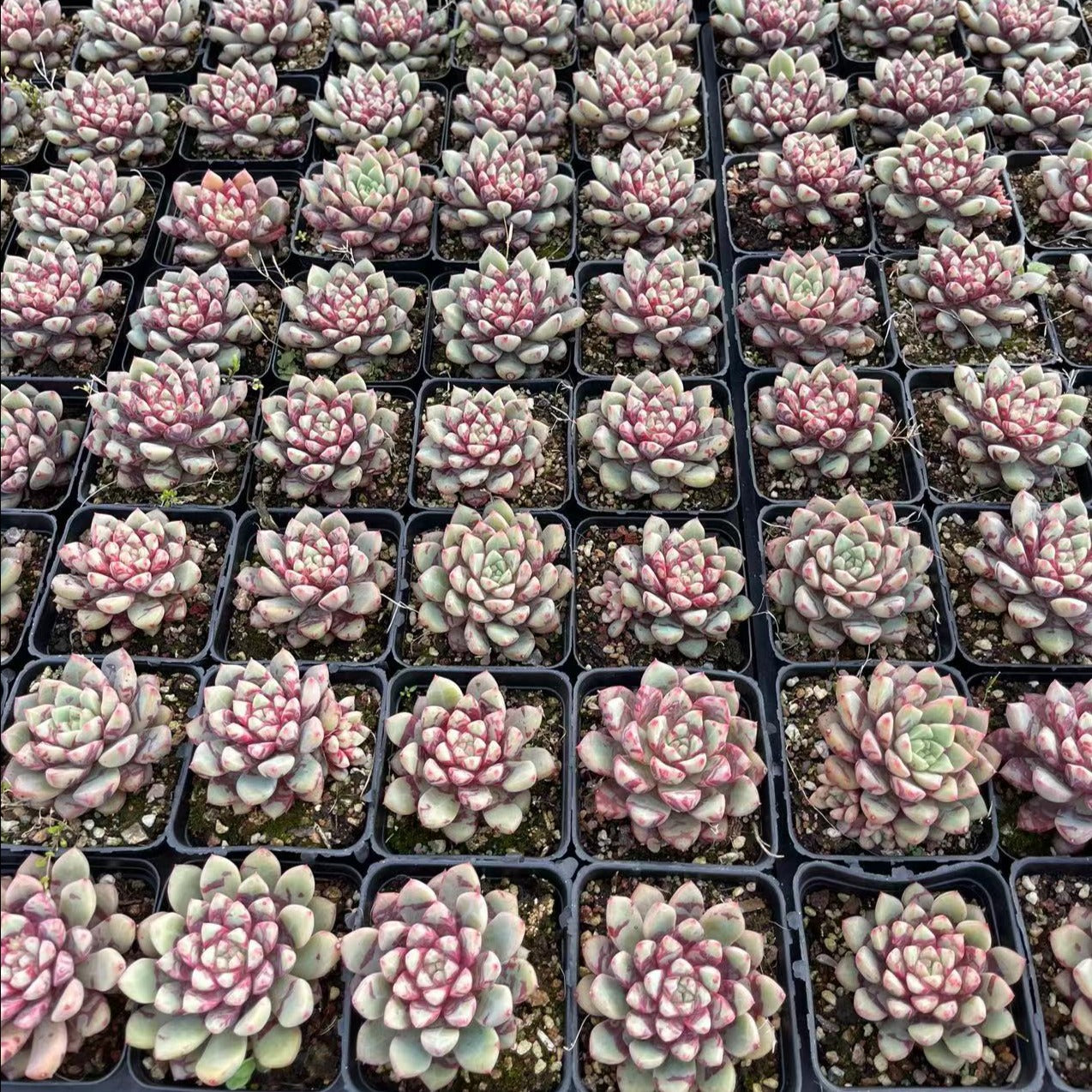Echeveria Bloody - Sengyang Horticulture