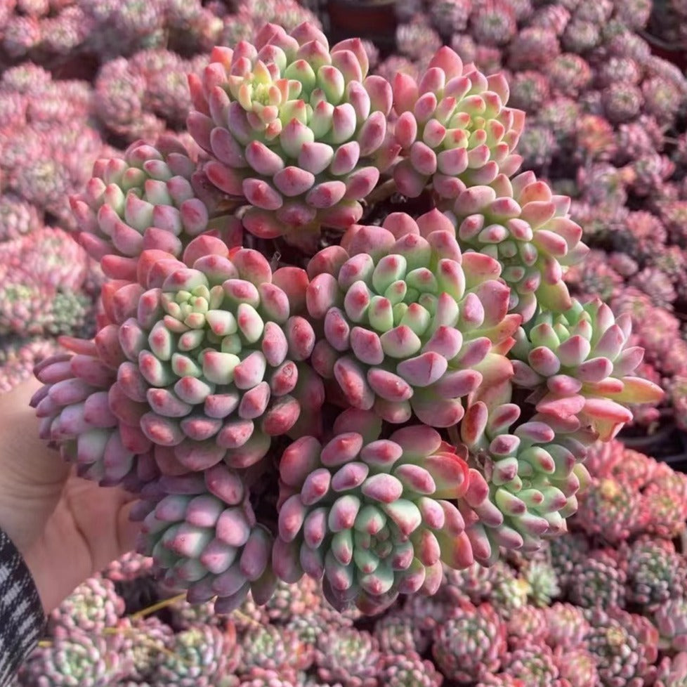 apple beauty succulent Echeveria Blue Apple 12cm – Senyang Horticulture