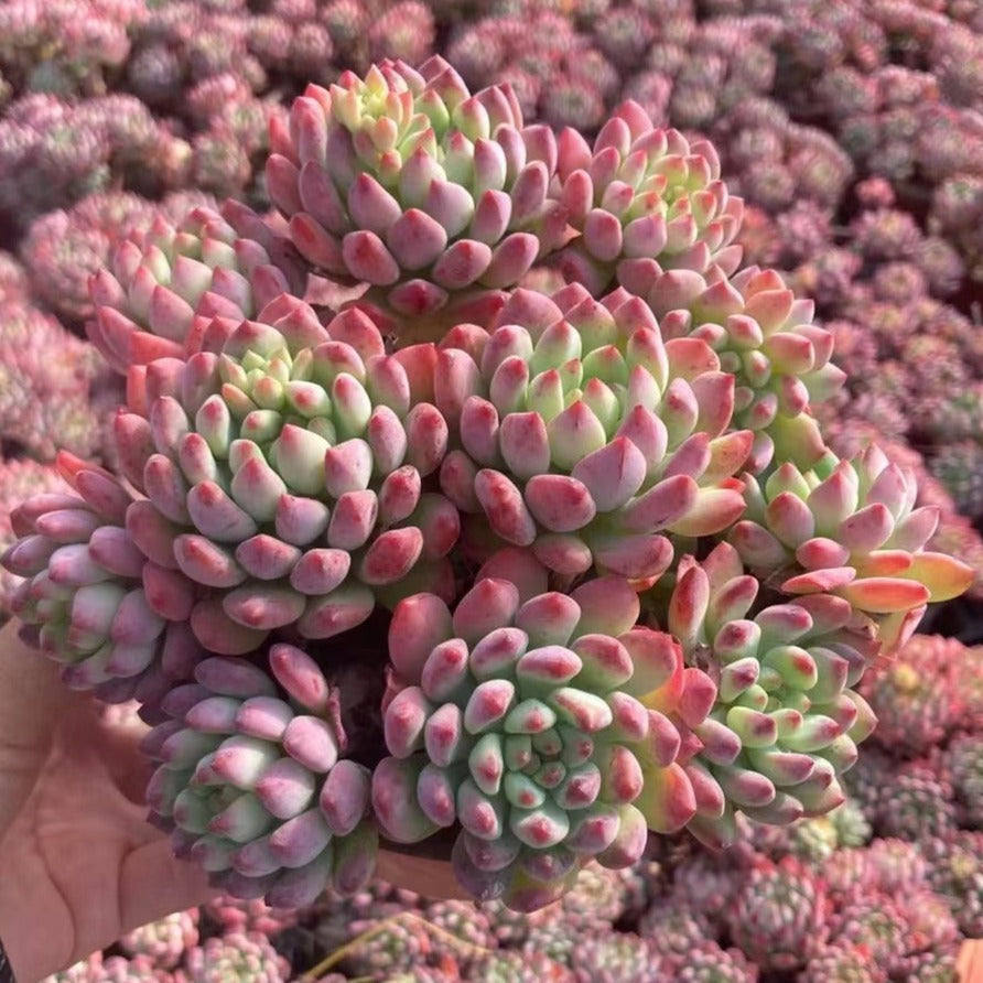 Echeveria Blue Apple - Senyang Horticulture