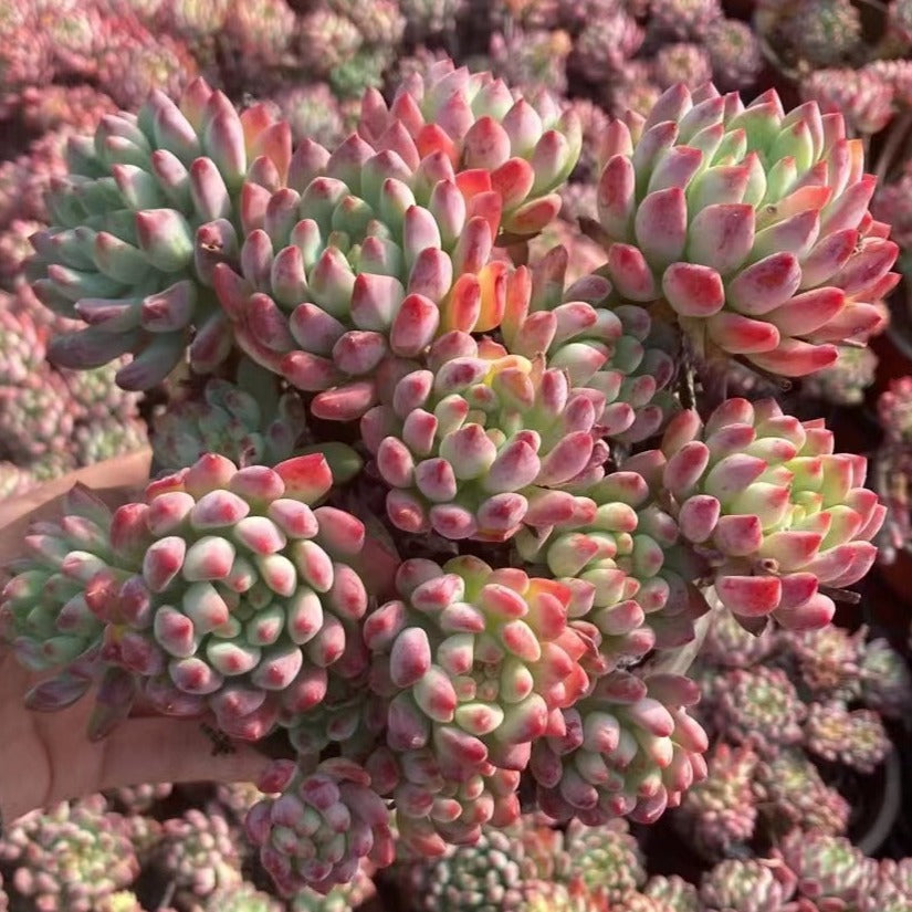 Echeveria Blue Apple - Senyang Horticulture