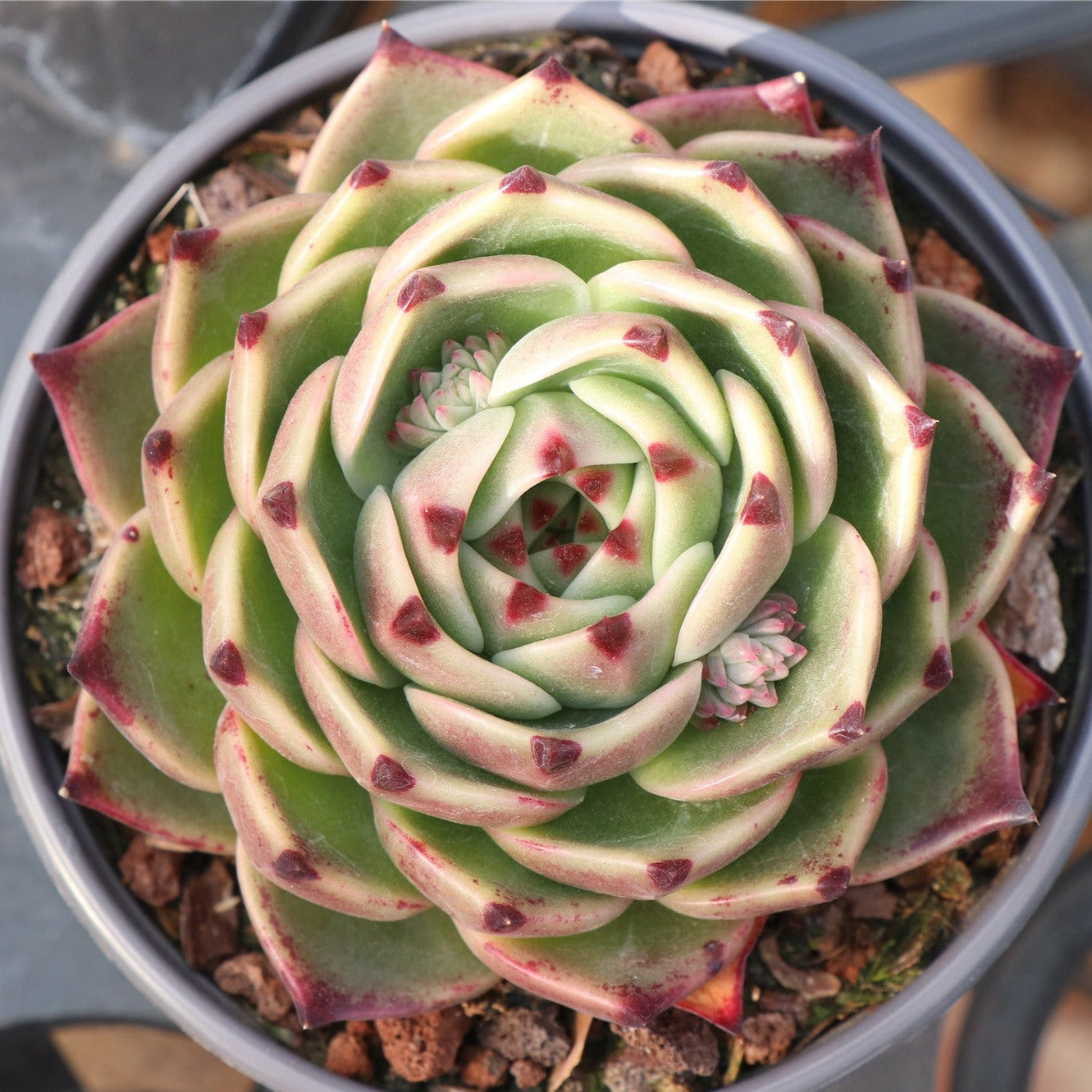 Echeveria Blue Dragon-Senyang Horticulture