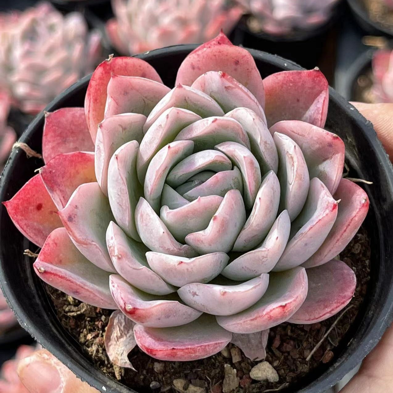 Echeveria Cherry Blossoms - Senyang Horticulture