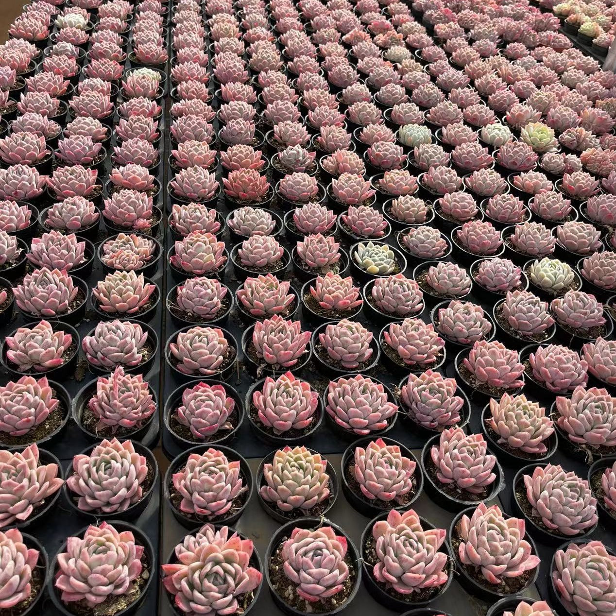 Echeveria Cherry Blossoms - Senyang Horticulture