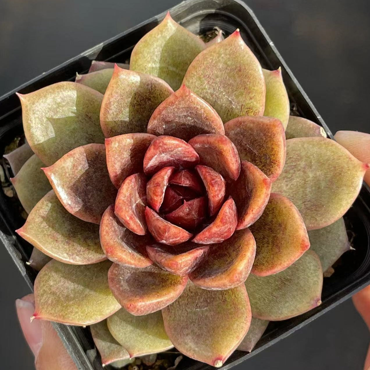 Echeveria Chocolate Mouss - Senyang Horticulture