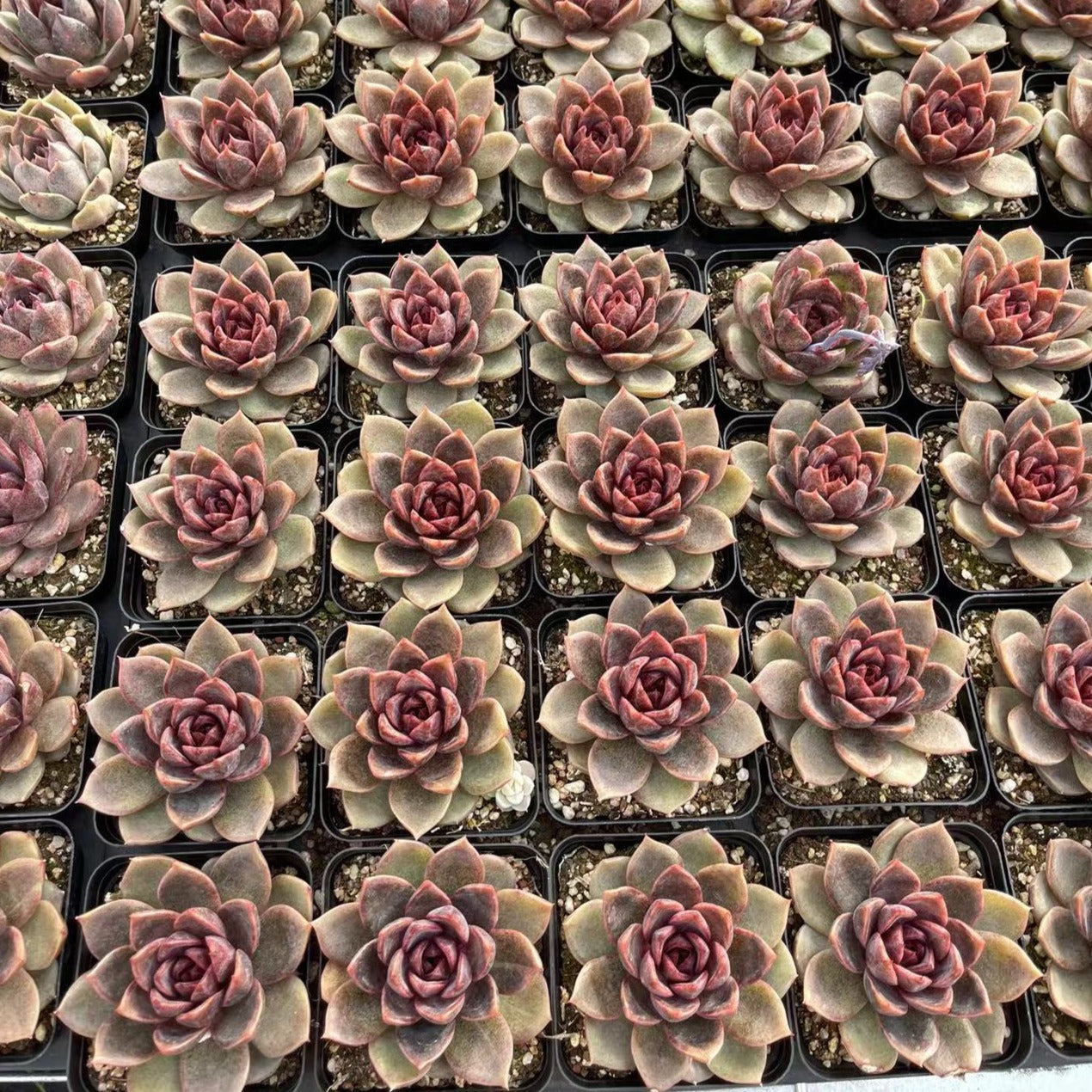 Echeveria Chocolate Mouss - Senyang Horticulture