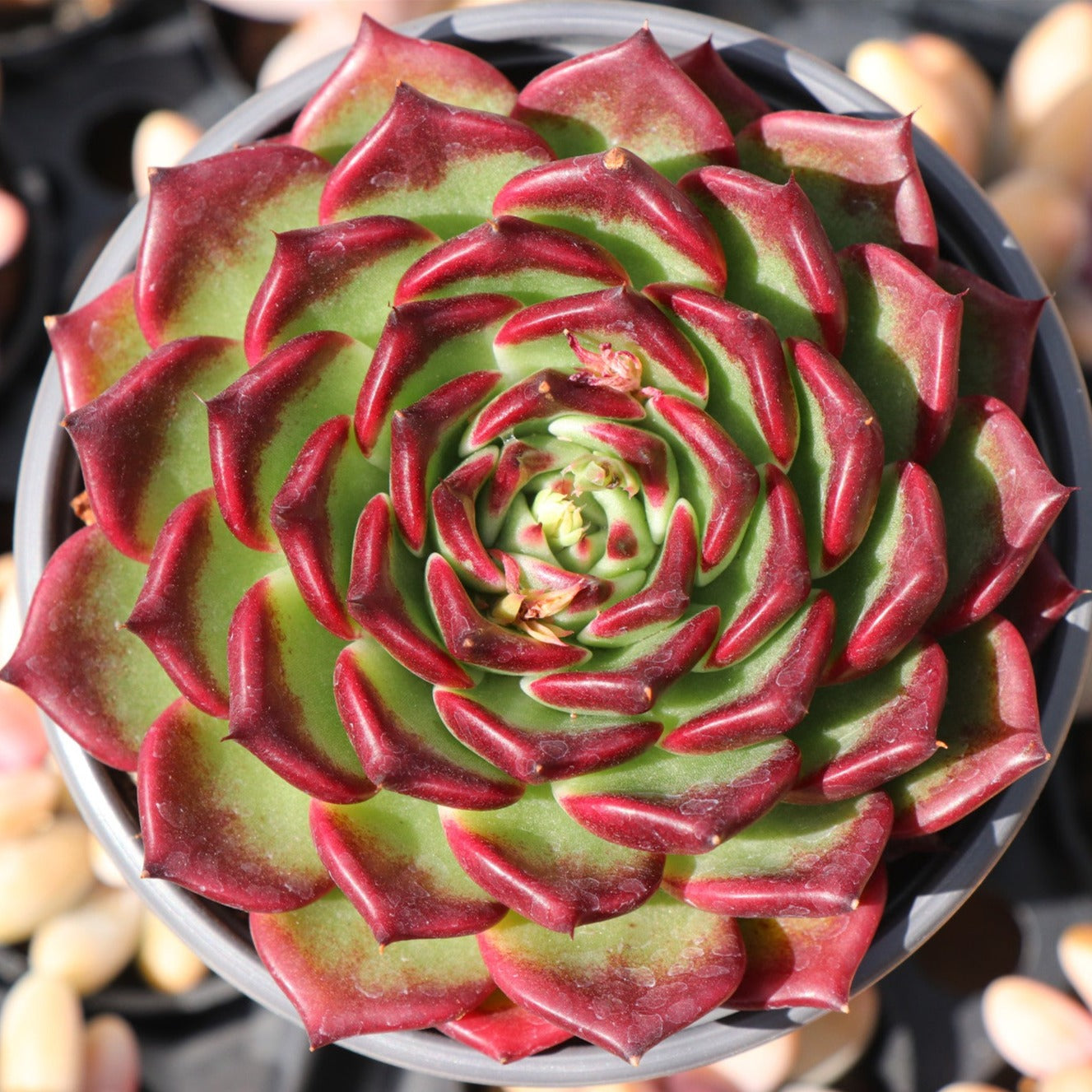 Echeveria Dark Night 8cm-Senyang Horticulture