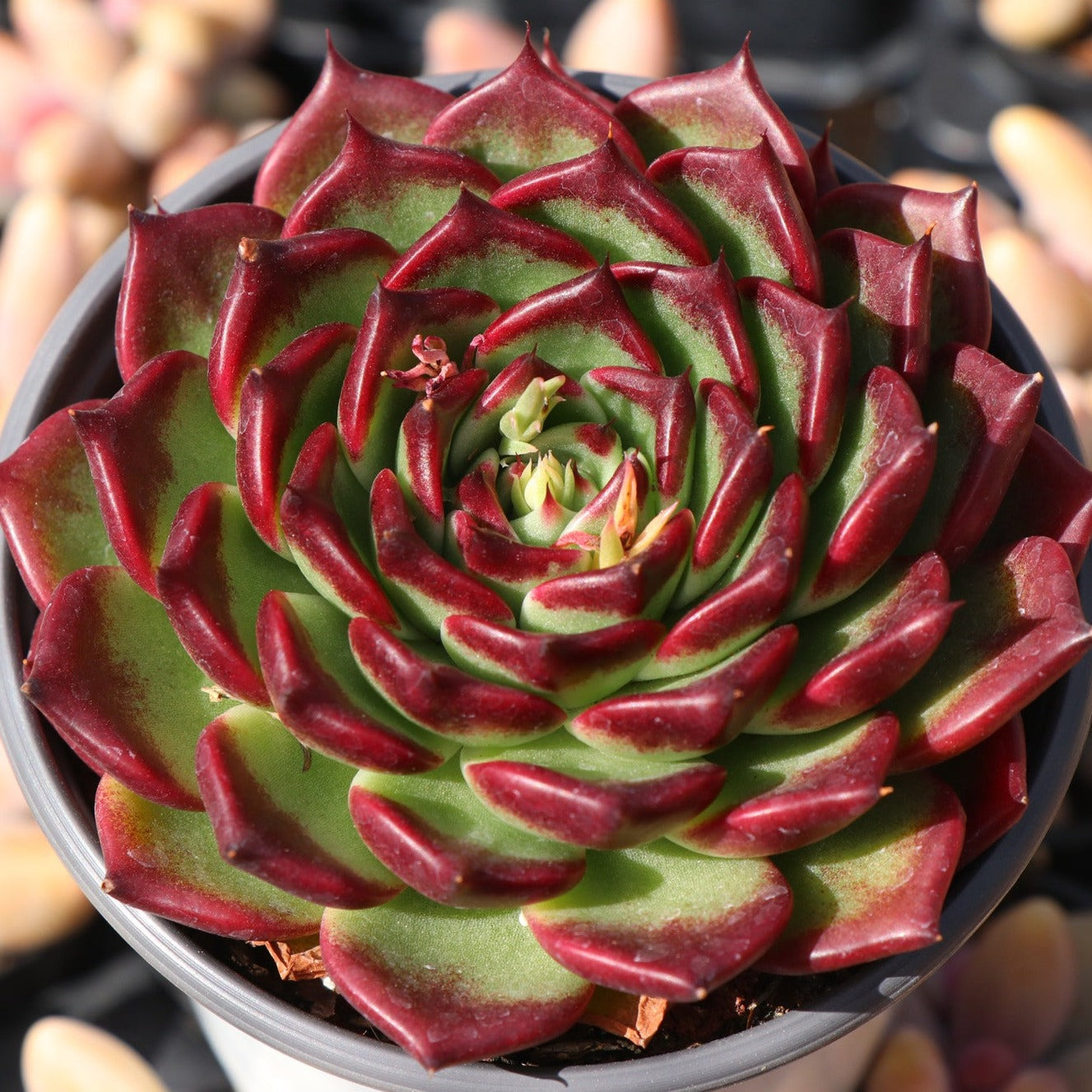 Echeveria Dark Night - Senyang Horticulture