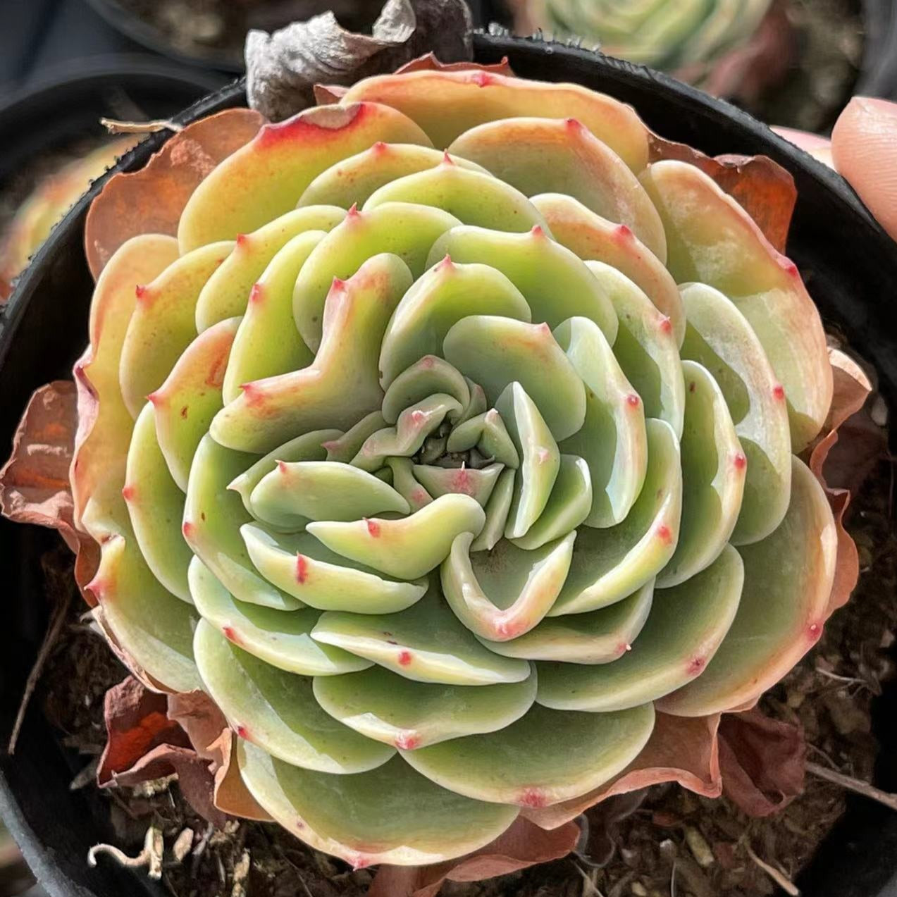 Echeveria Esmeralda - Senyang Horticulture