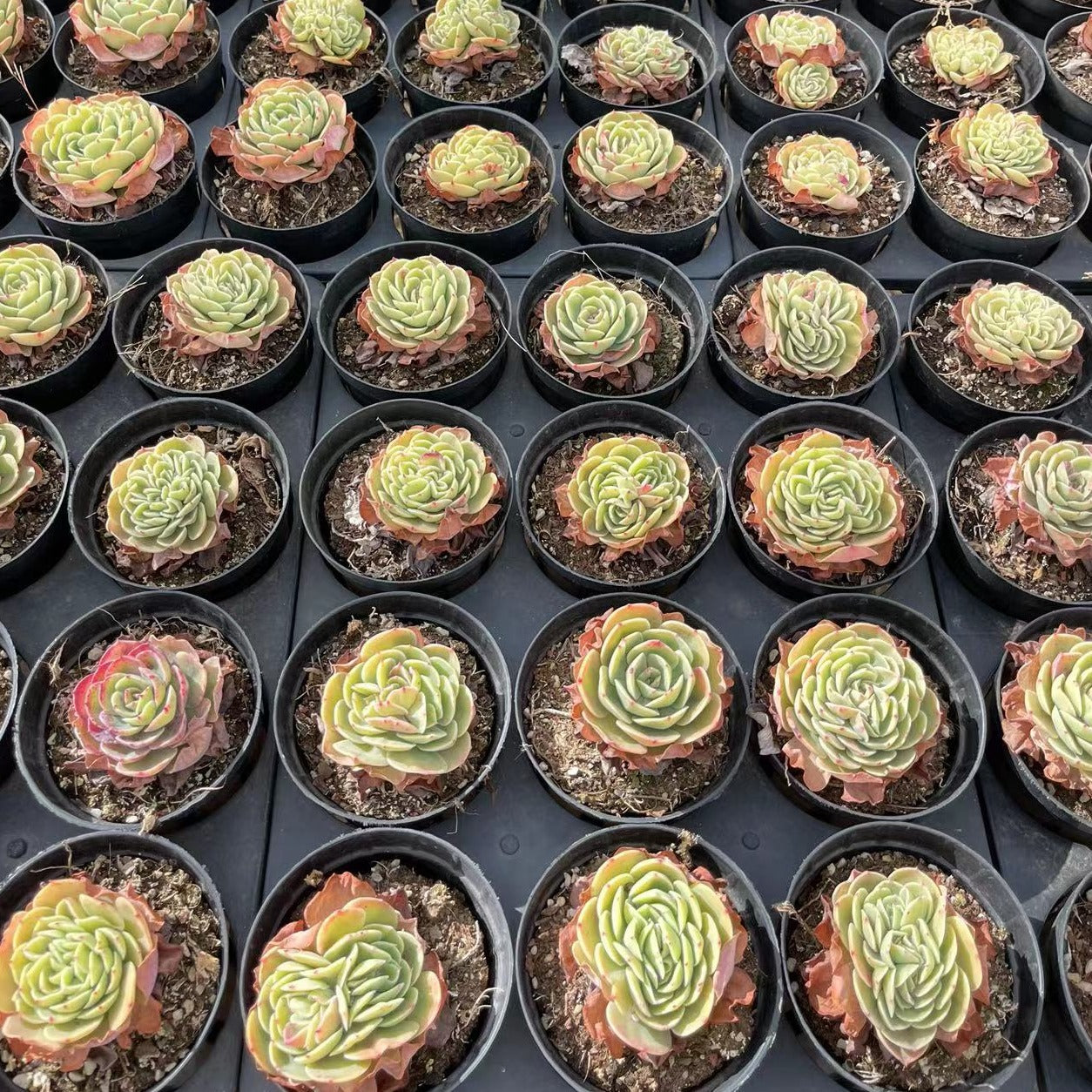 Echeveria Esmeralda - Senyang Horticulture