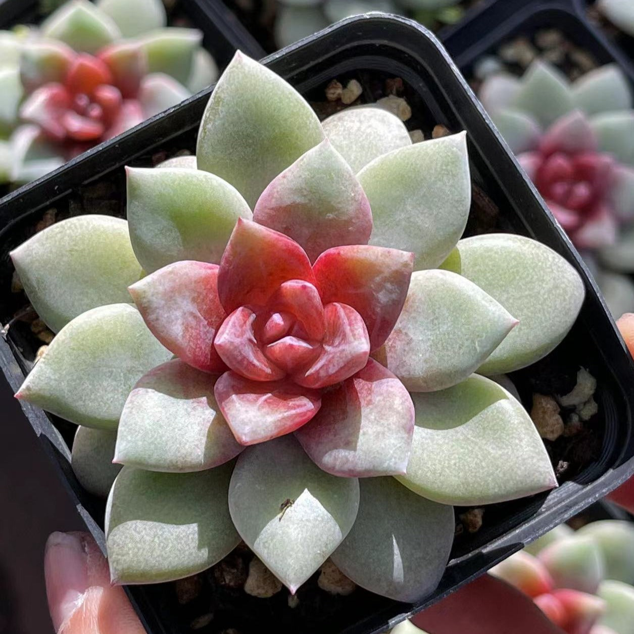succulent german Echeveria German Champagne 6cm