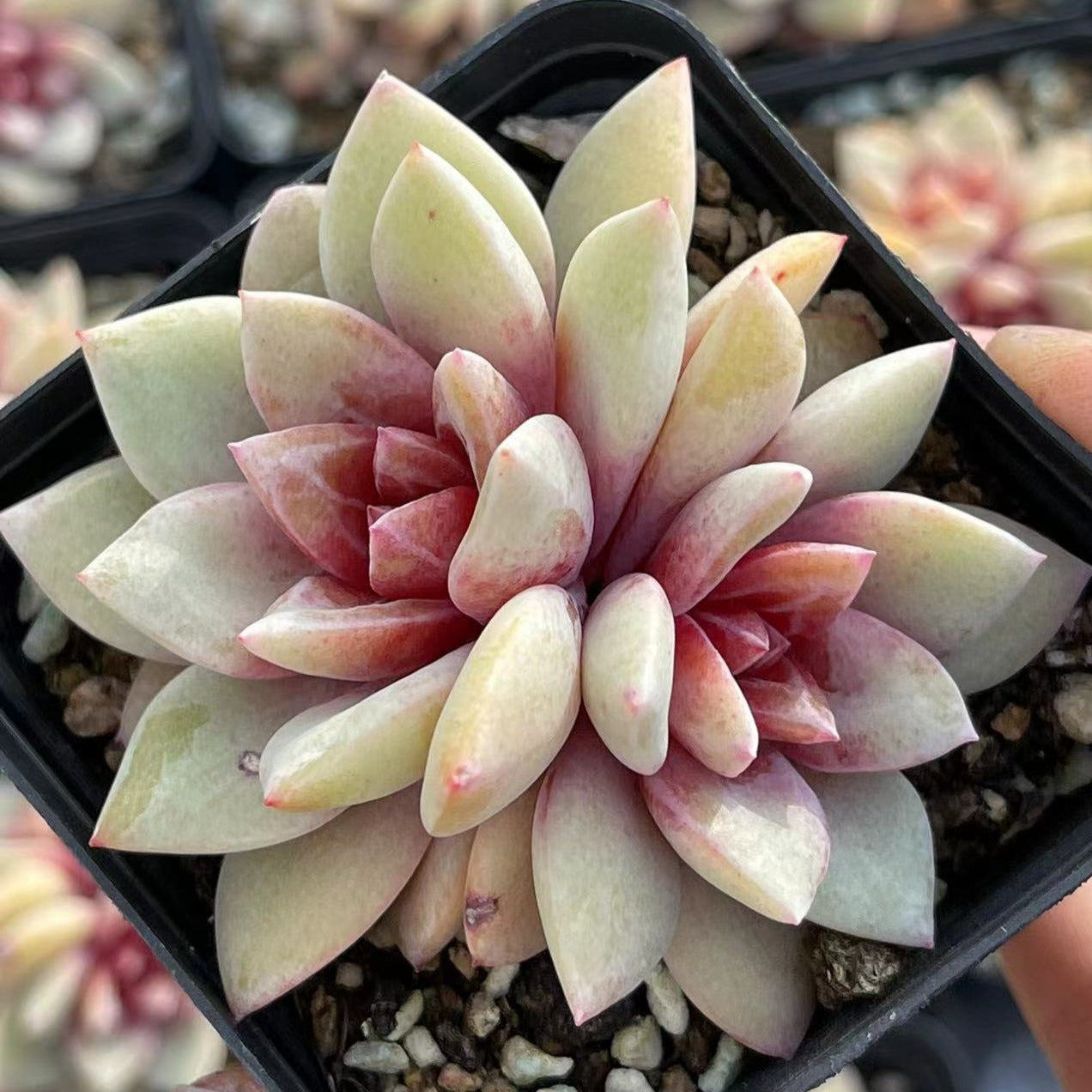 succulent german Echeveria German Champagne Cluster 6cm – Senyang Horticulture