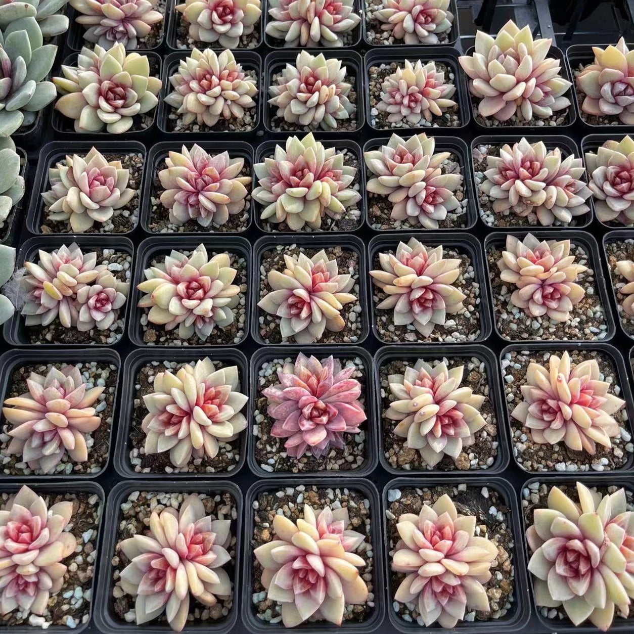Echeveria German Champagne Cluster - Senyang Horticulture