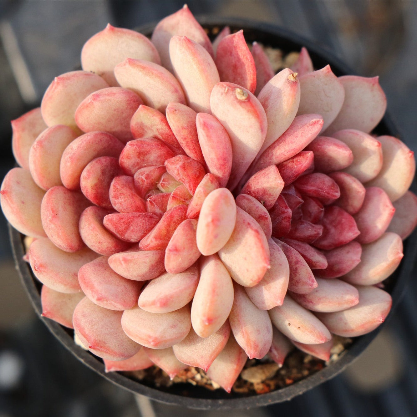 Echeveria Gorse-Senyang Horticulture