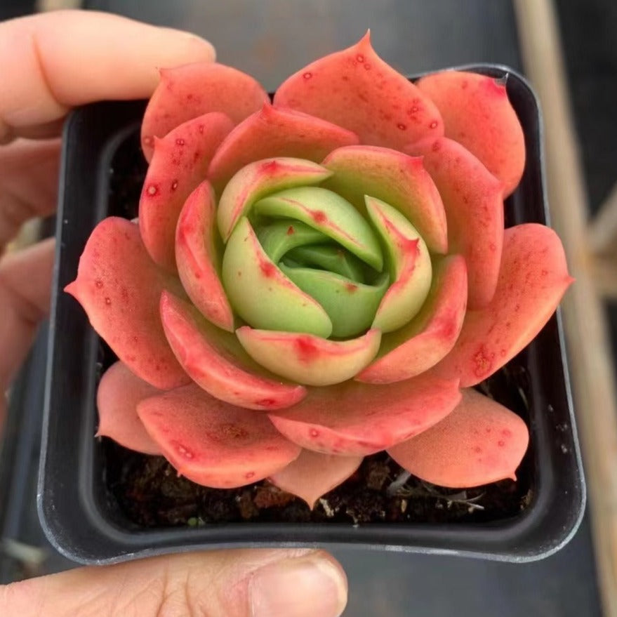 Echeveria Heart K - Senyang Horticulture