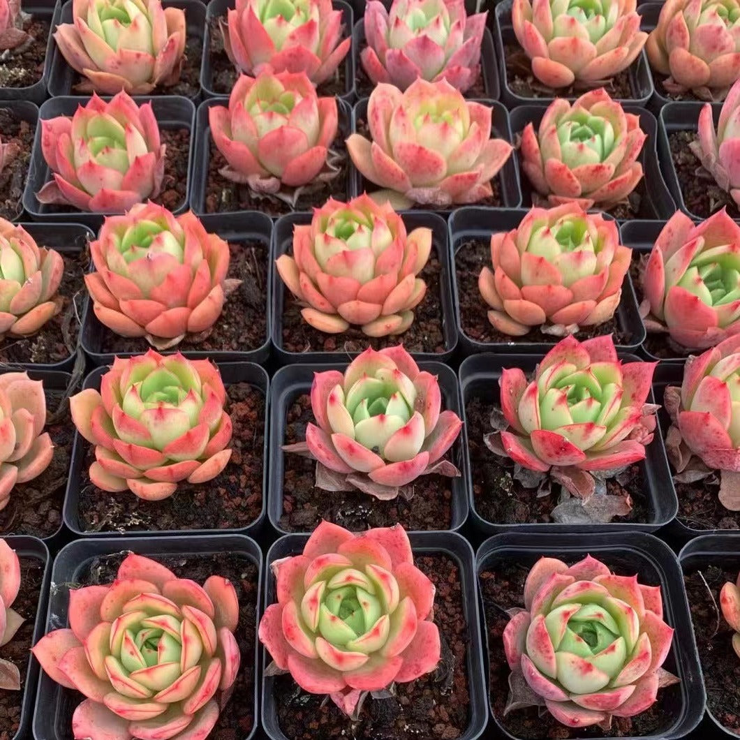 Echeveria Heart K - Senyang Horticulture