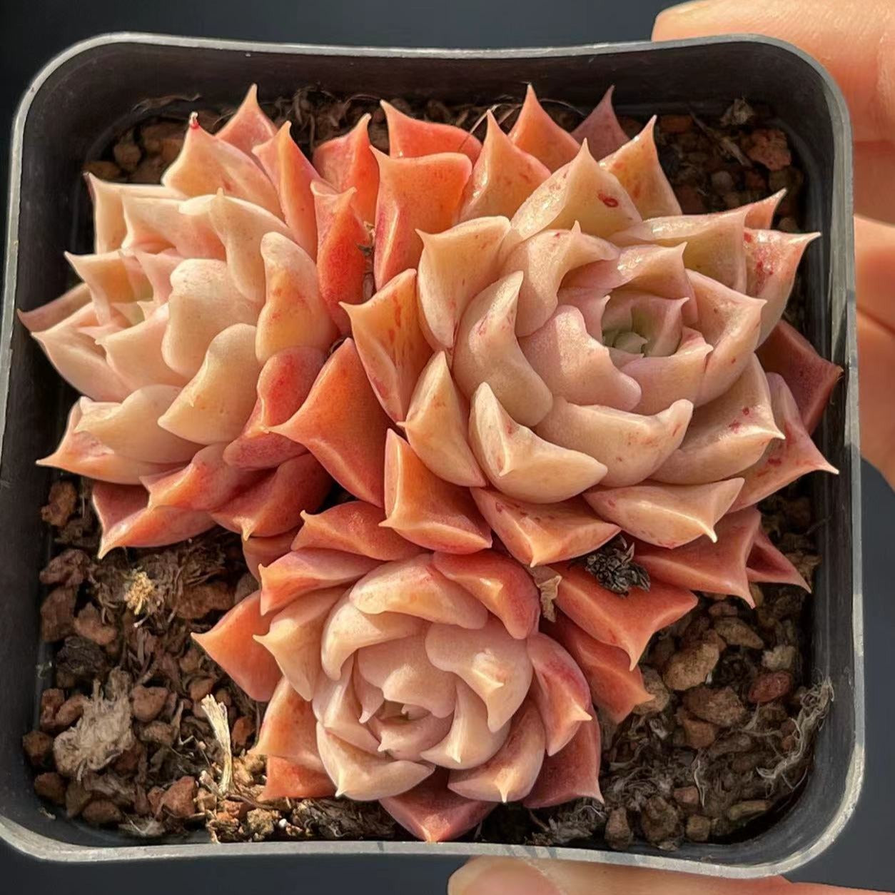 Echeveria Heart of Ocean Cluster - Senyang Horticulture