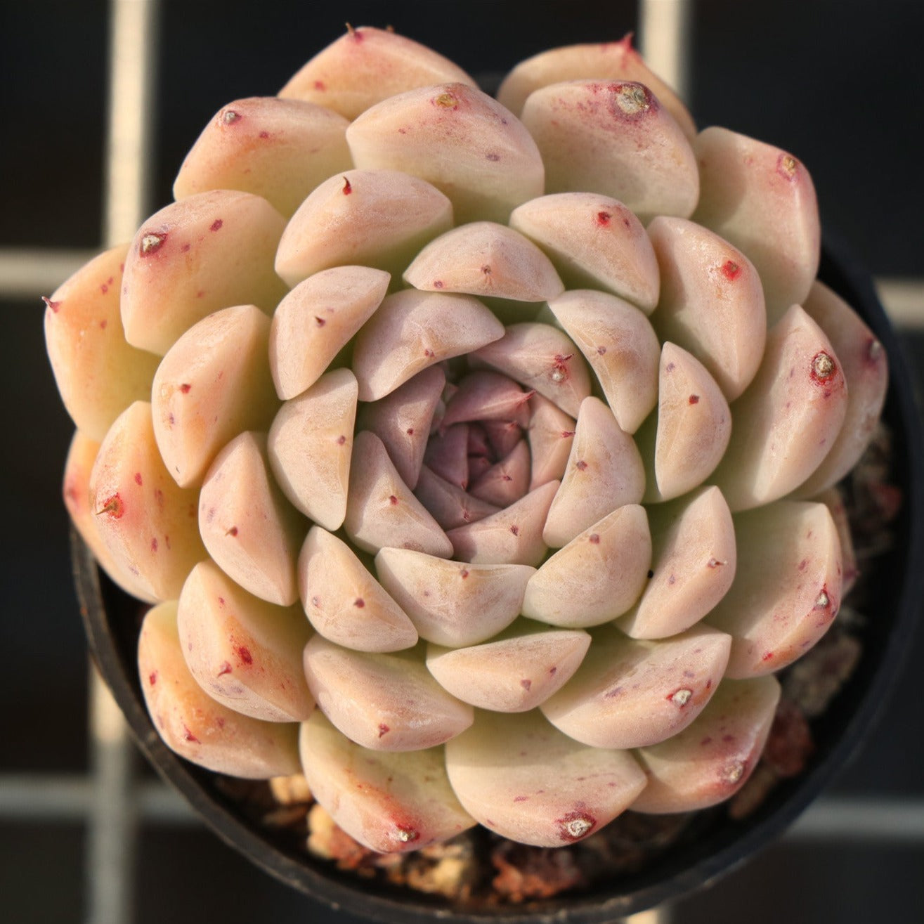 Echeveria Hugo-Senyang Horticulture