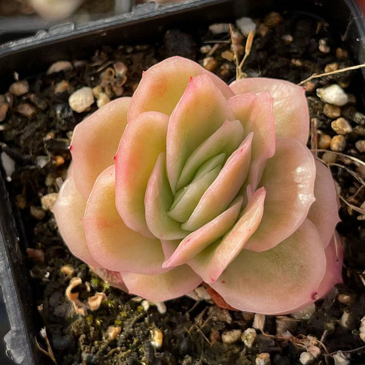 variegated ice plant succulent Echeveria Ice Rose Variegated 5cm – Senyang Horticulture
