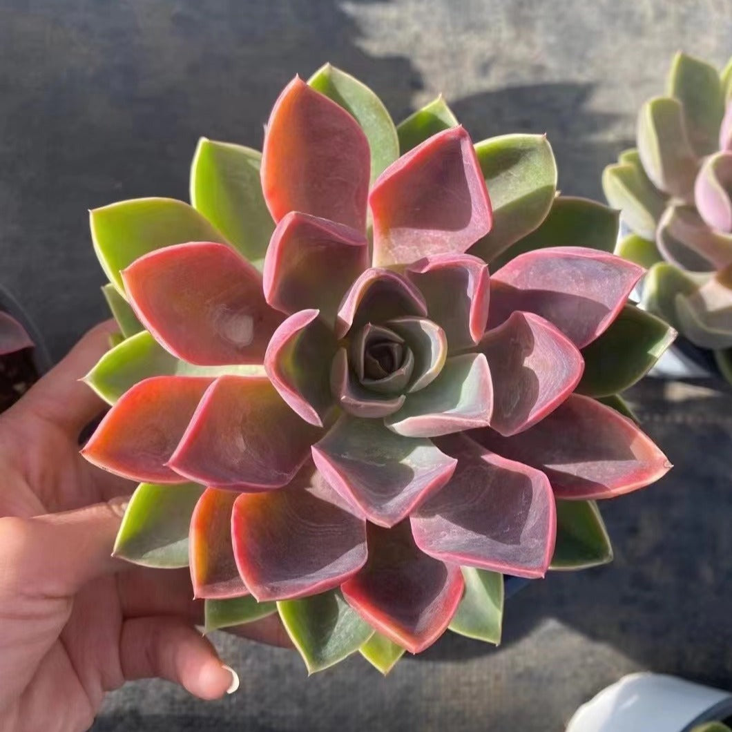 Echeveria Jones - Senyang Horticulture