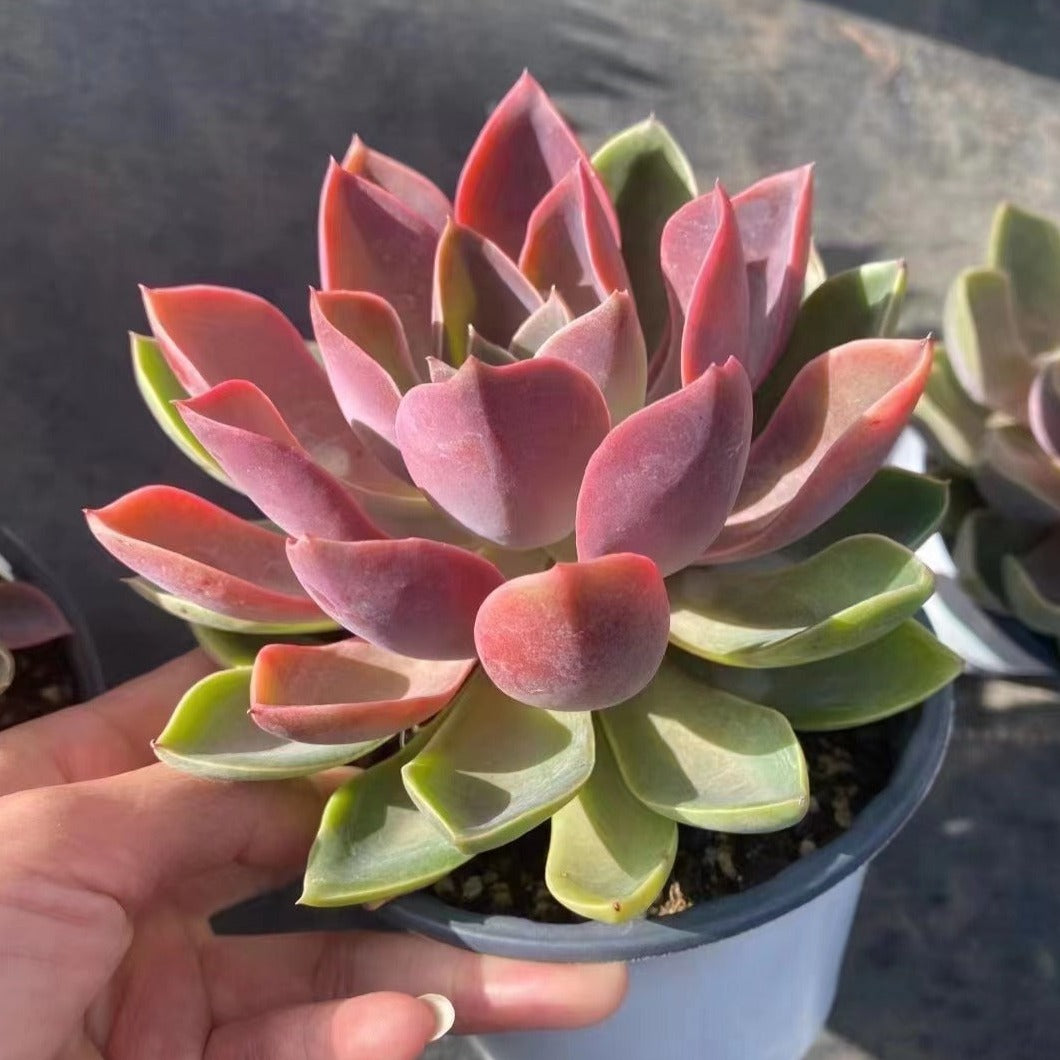 Echeveria Jones - Senyang Horticulture