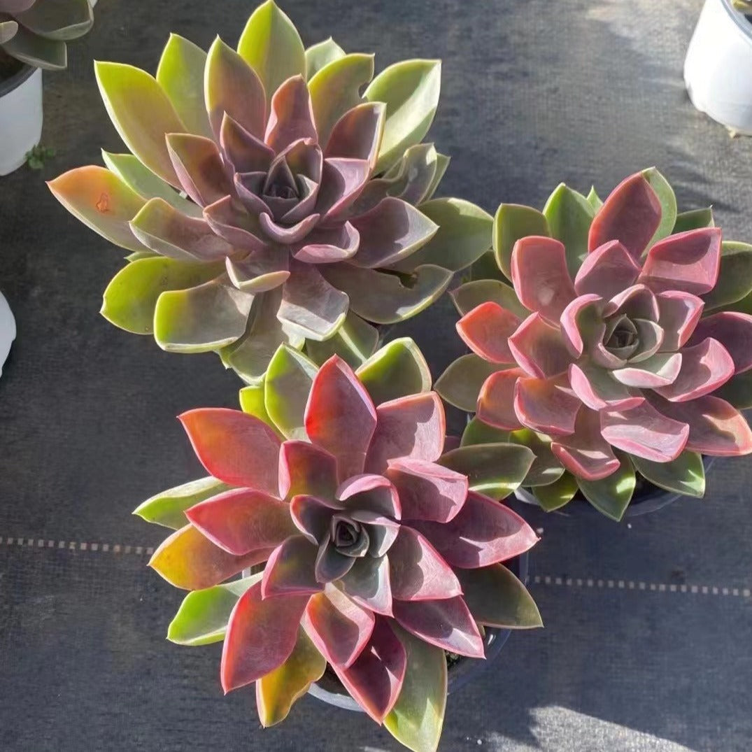 Echeveria Jones - Senyang Horticulture