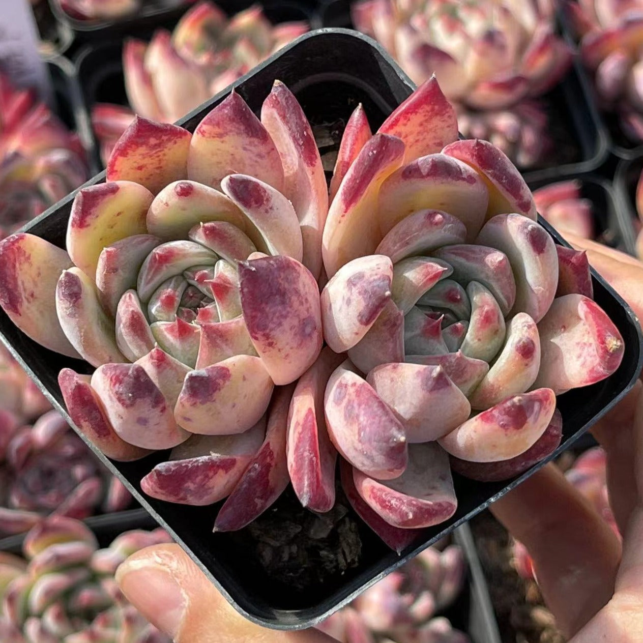 cluster succulent plant Echeveria Latam Cluster 6cm – Senyang Horticulture