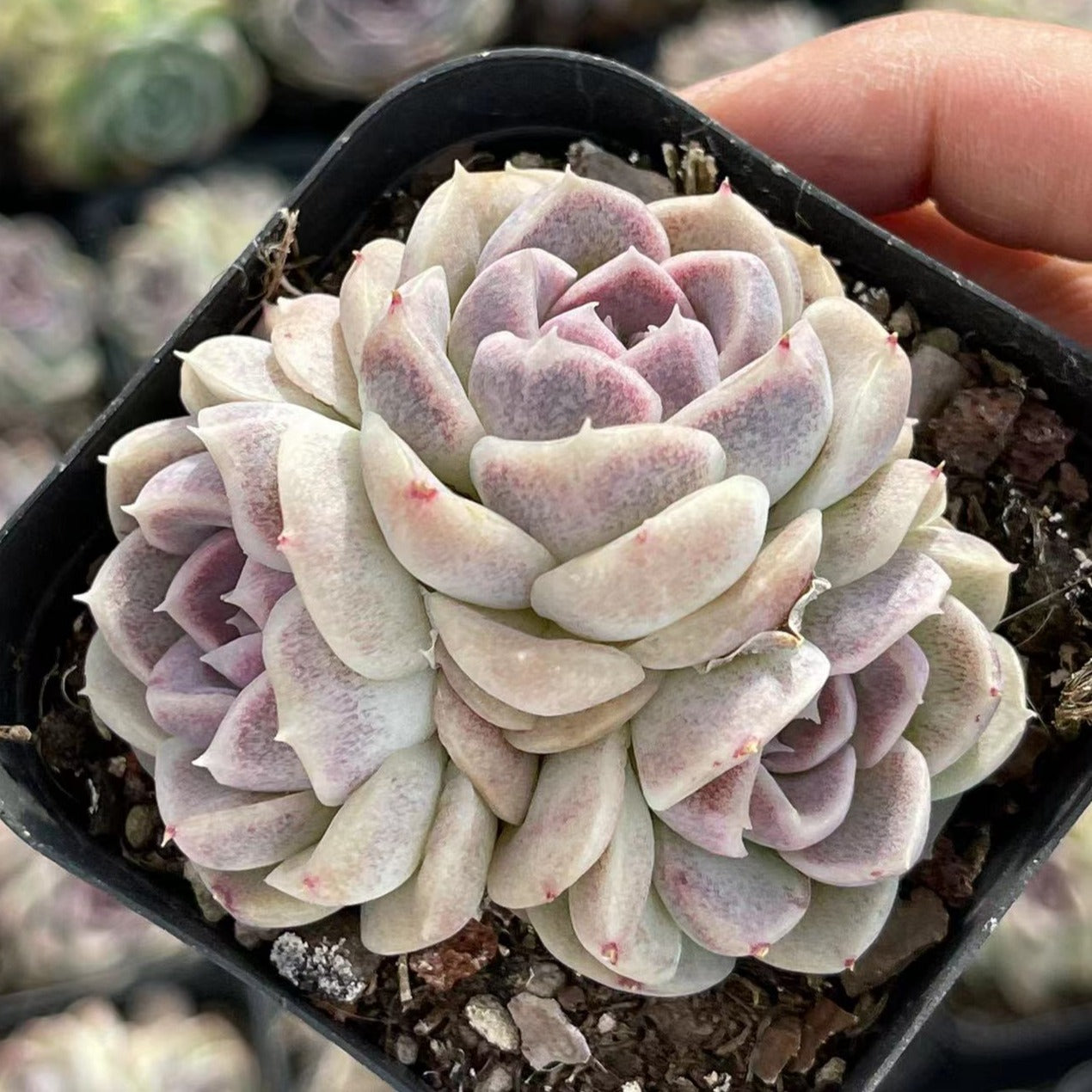 Echeveria Lavender Cloud Cluster - Senyang Horticulture
