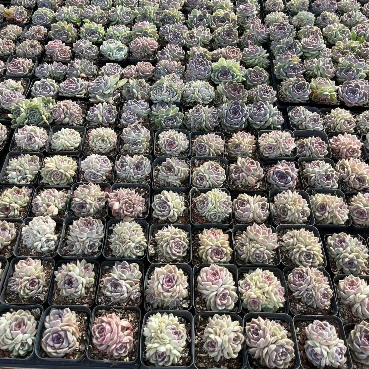Echeveria Lavender Cloud Cluster - Senyang Horticulture