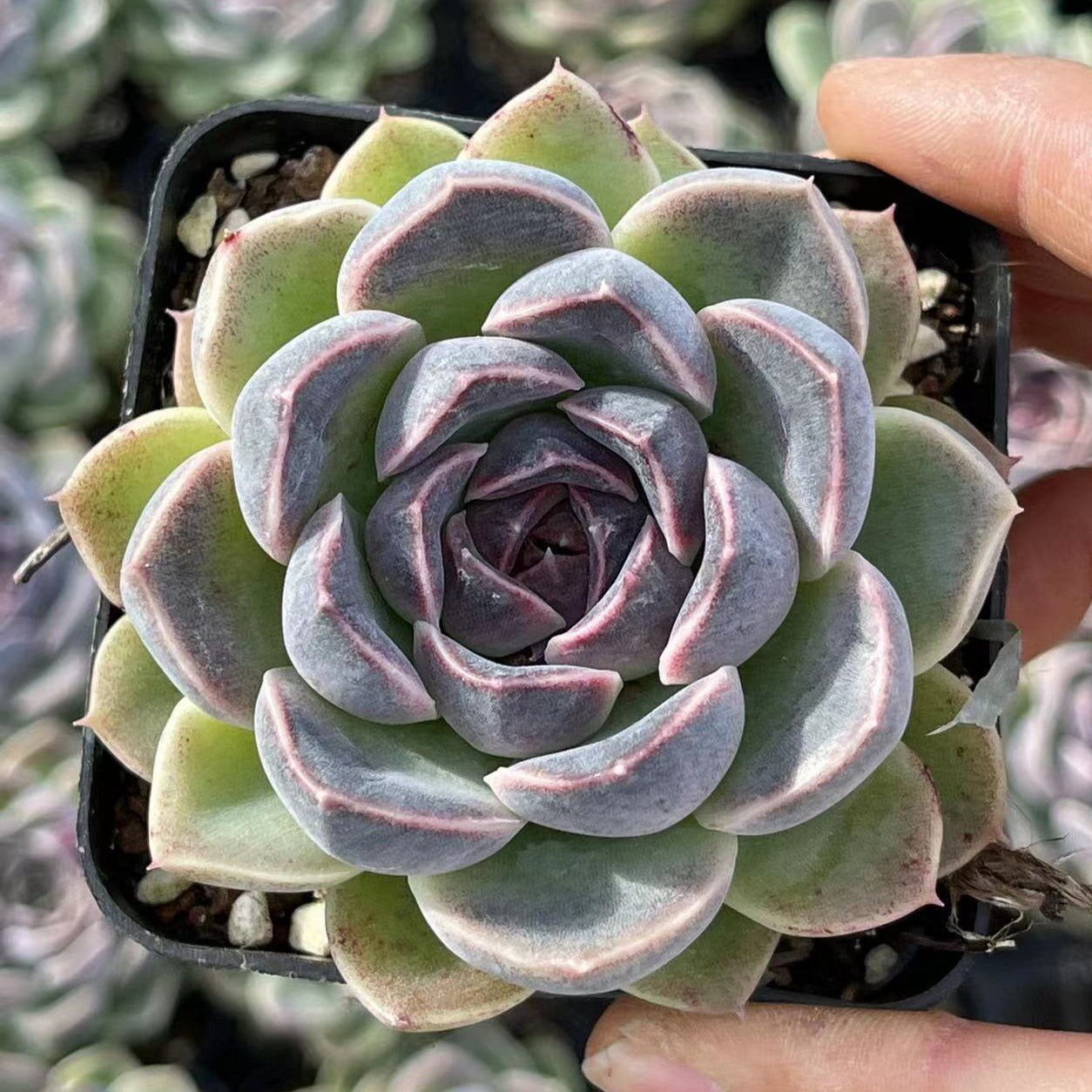 lavender succulent plant Echeveria Lavender Cloud 7cm – Senyang Horticulture