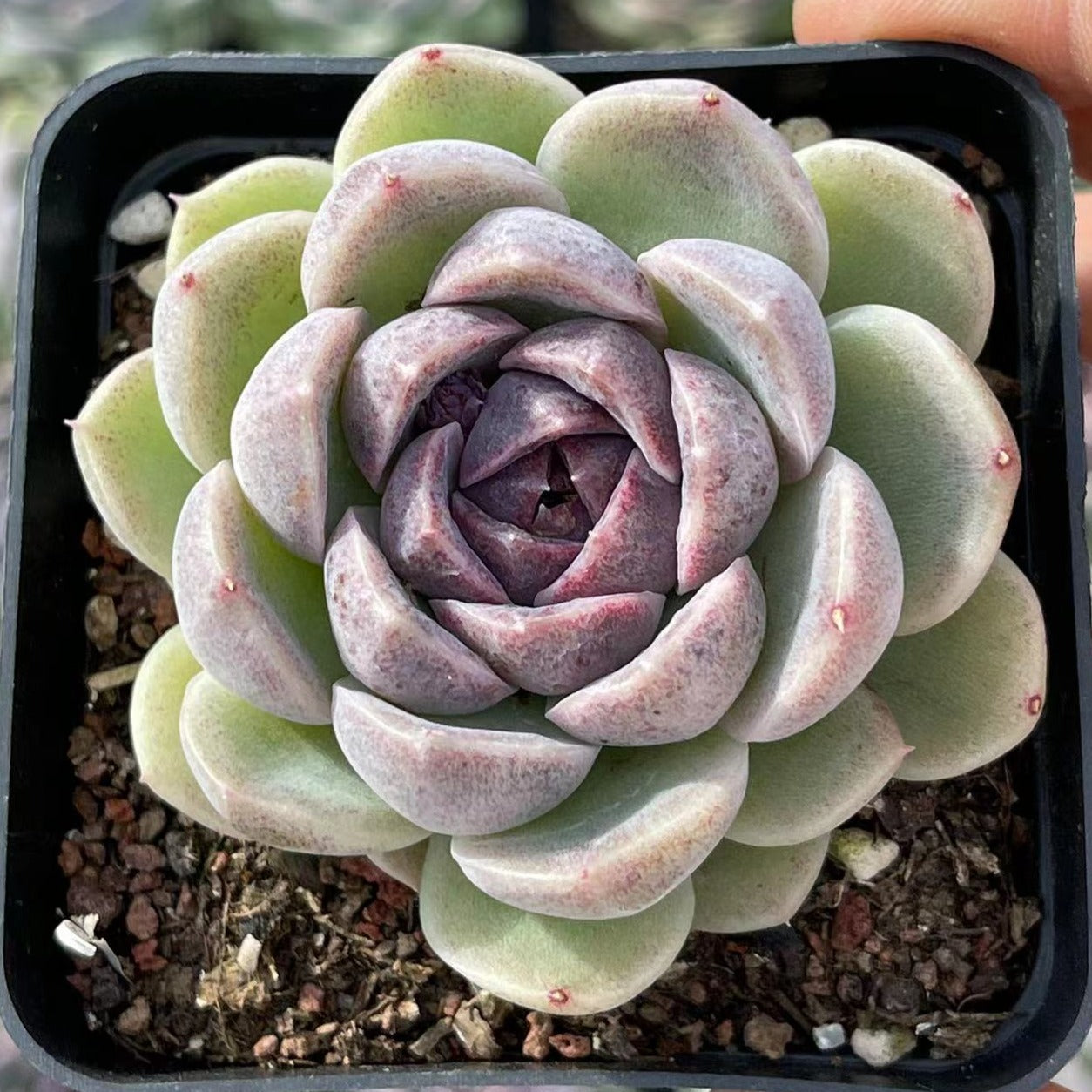 Echeveria Lavender Cloud - Senyang Horticulture