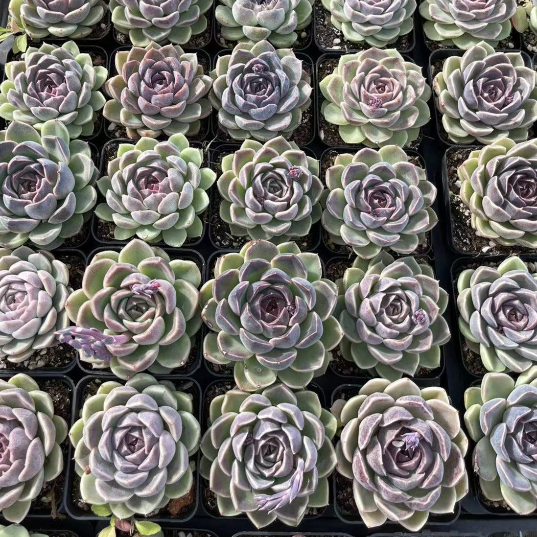 Echeveria Lavender Cloud - Senyang Horticulture