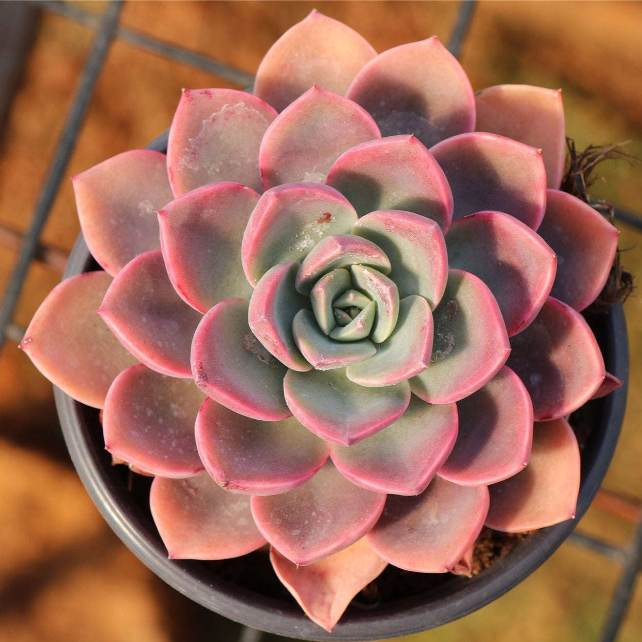 Echeveria Little Fairy-Senyang Horticulture