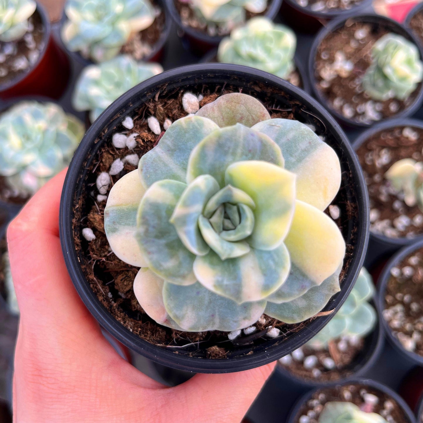 Echeveria Lovely Rose Variegated 7cm -Senyang Horticulture