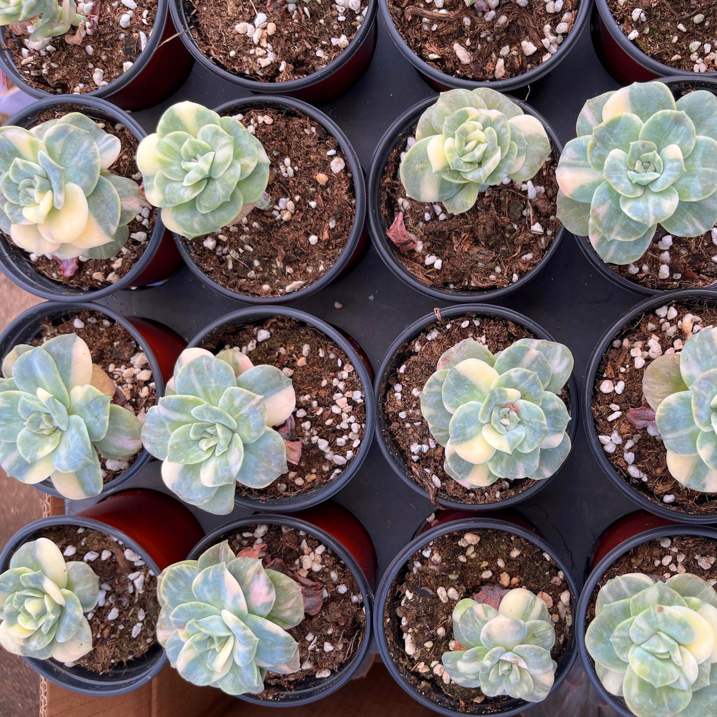 Echeveria Lovely Rose Variegated 7cm - Senyang Horticulture