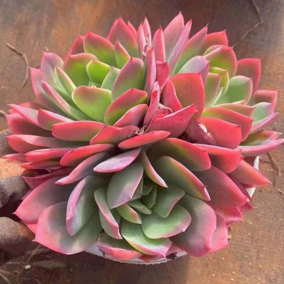 Echeveria Luella Cluster - Senyang Horticulture