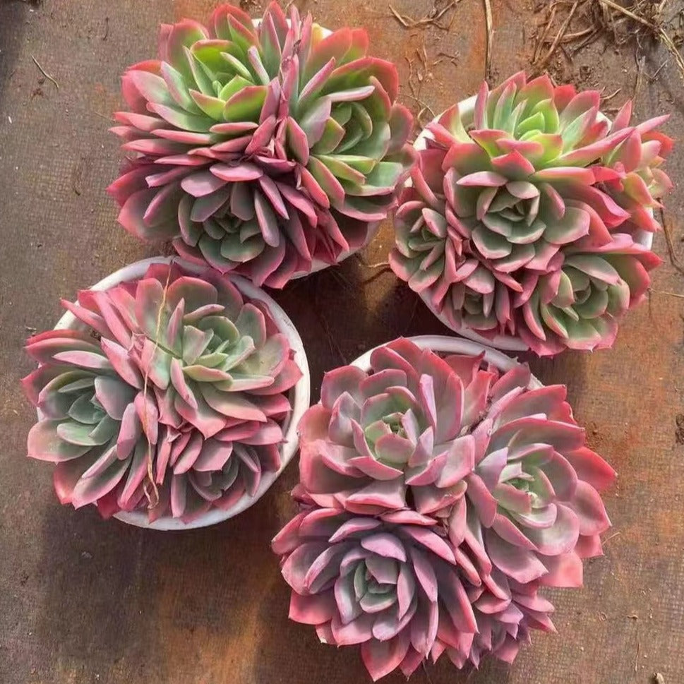 Echeveria Luella Cluster - Senyang Horticulture