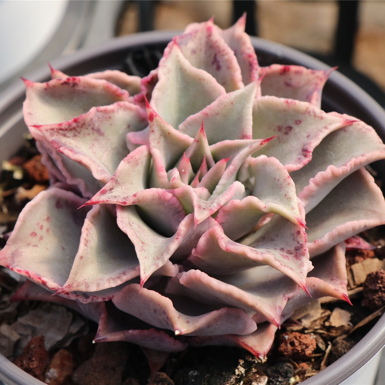 Echeveria Madiba-Senyang Horticulture