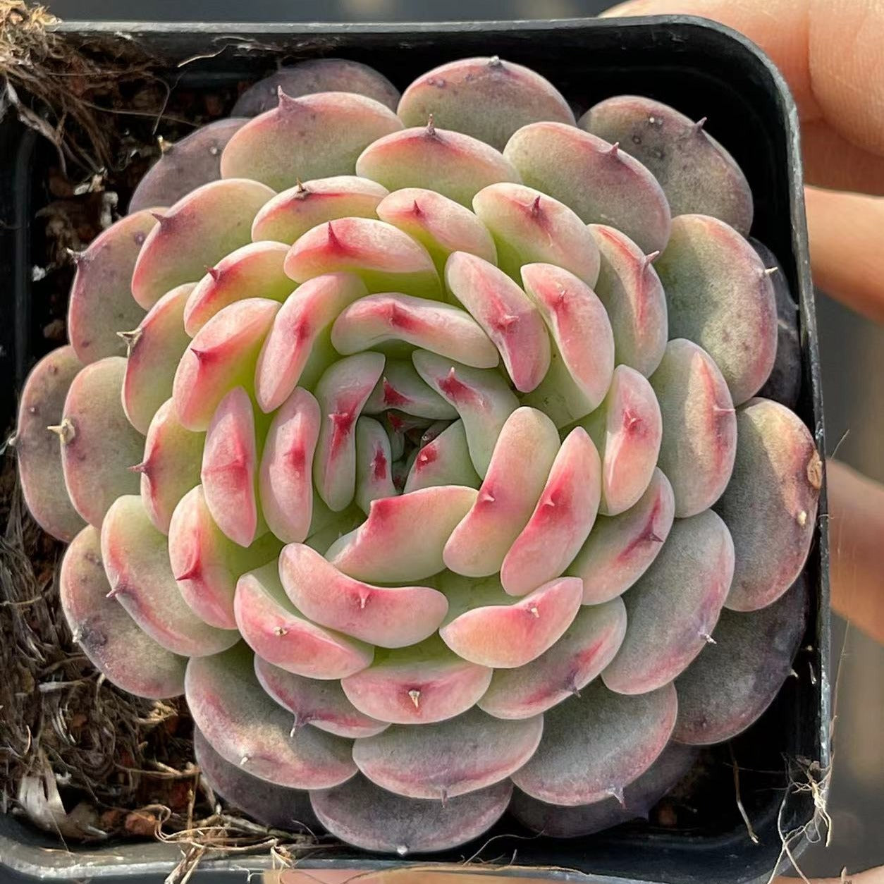 Echeveria Marcel - Senyang Horticulture