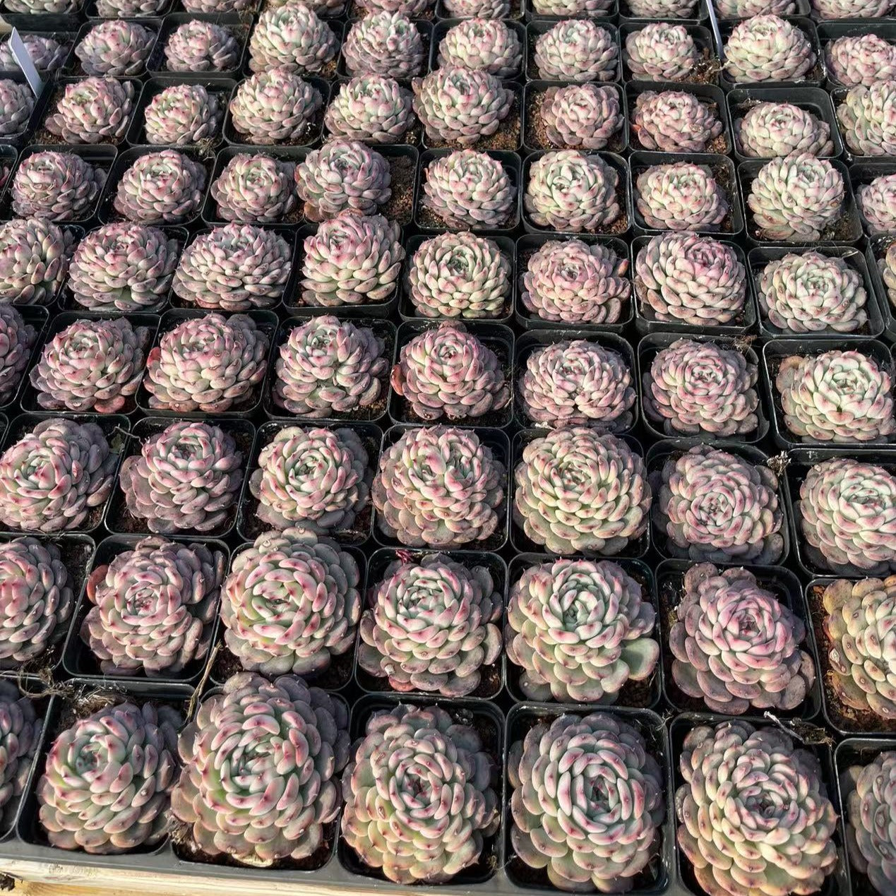 Echeveria Marcel - Senyang Horticulture