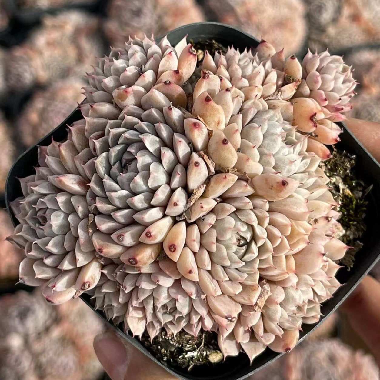 succulents from mexico Echeveria Mexican Minima Cluster 7cm – Senyang Horticulture