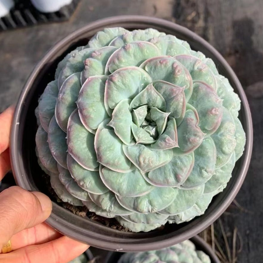 mexican succulent plant Echeveria Mexican Tears 16cm