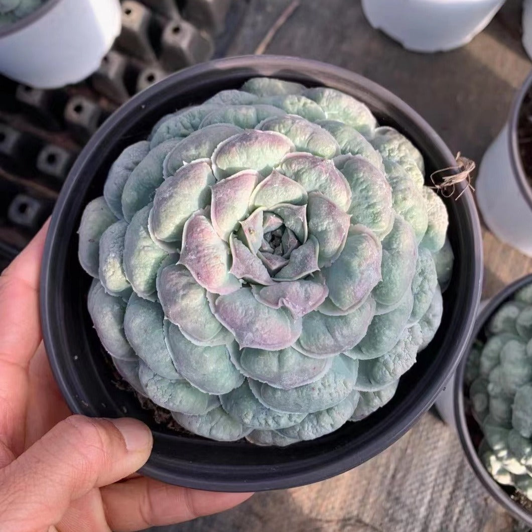 Echeveria Mexican Tears - Senyang Horticulture