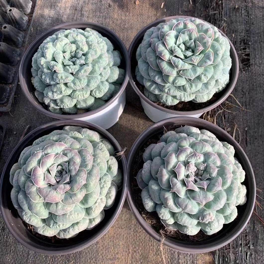 Echeveria Mexican Tears - Senyang Horticulture